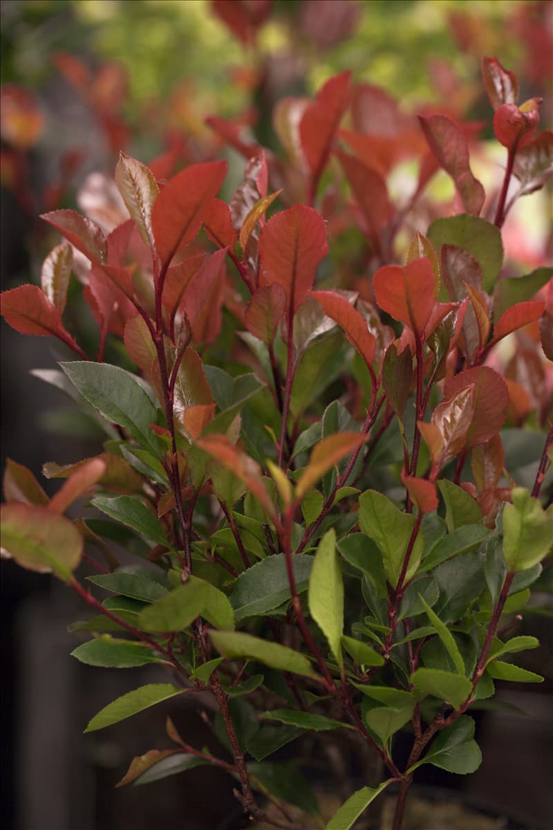 Photinia fraseri