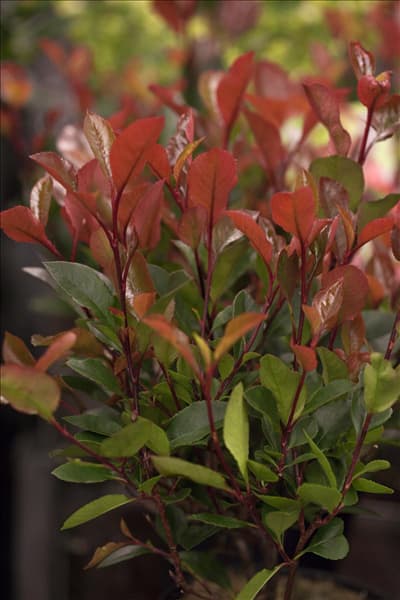 Photinia fraseri