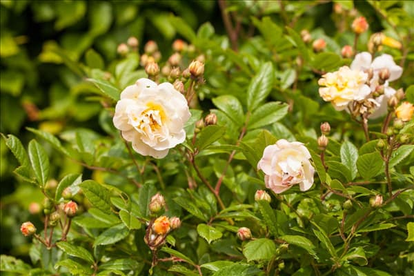 Rosa 'Ghislaine de Feligonde'