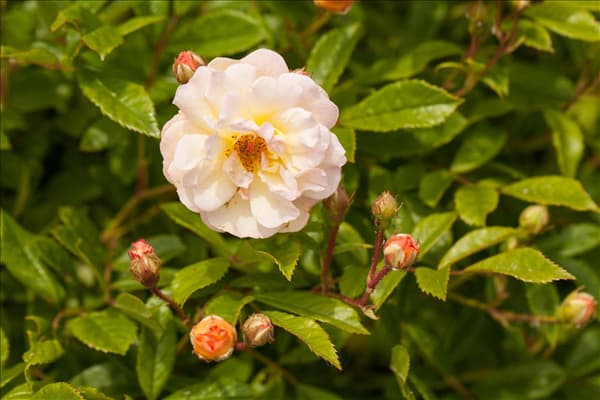 Rosa 'Ghislaine de Feligonde'