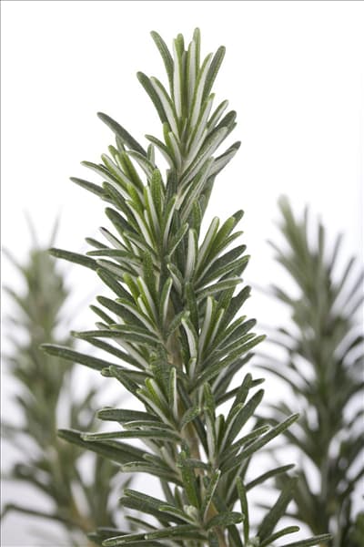 Rosmarinus officinalis