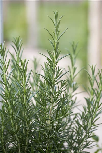 Rosmarinus officinalis