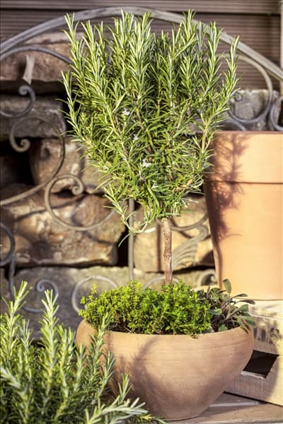 Rosmarinus officinalis