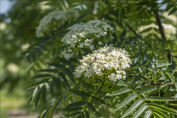 Sorbus 'Dodong'