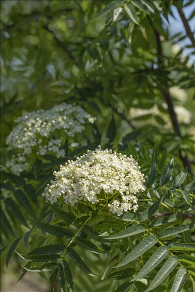 Sorbus 'Dodong'