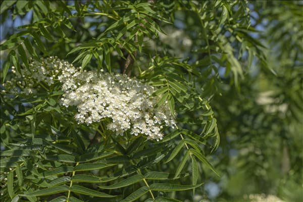 Sorbus 'Dodong'