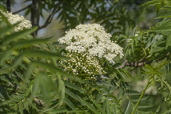 Sorbus 'Dodong'