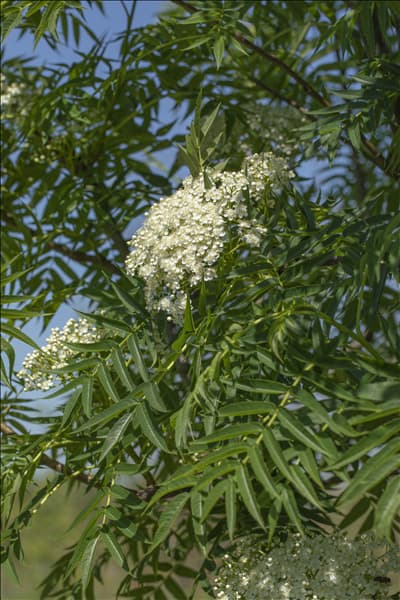 Sorbus 'Dodong'