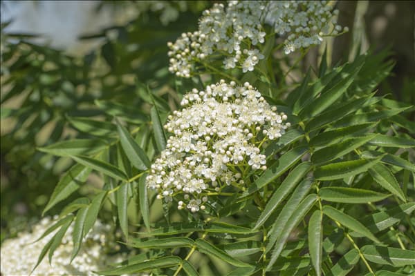 Sorbus 'Dodong'
