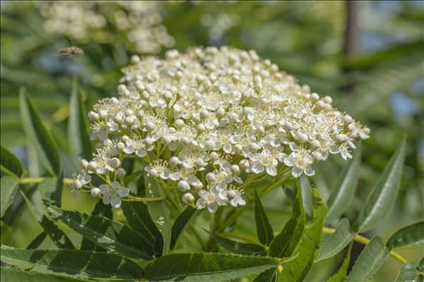 Sorbus 'Dodong'