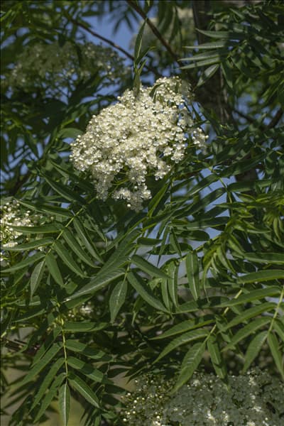 Sorbus 'Dodong'