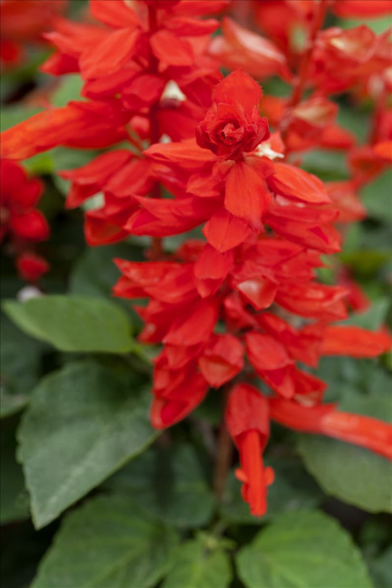 Salvia splendens 'Feuerzauber'