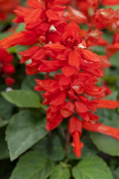 Salvia splendens 'Feuerzauber'