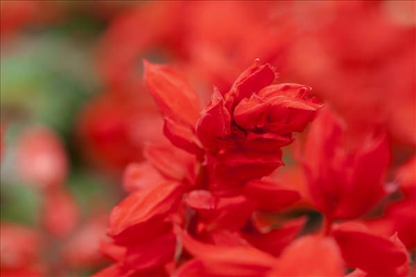 Salvia splendens 'Feuerzauber'