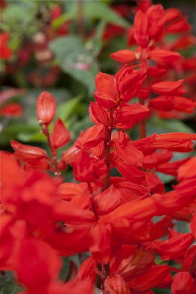 Salvia splendens 'Feuerzauber'