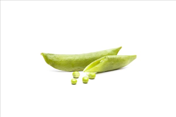 Pisum sativum