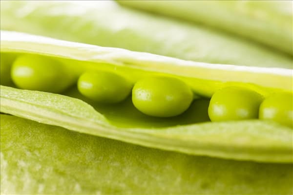 Pisum sativum