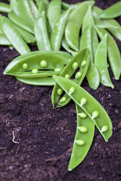 Pisum sativum