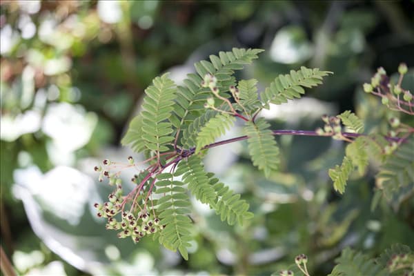 Sorbus koehneana