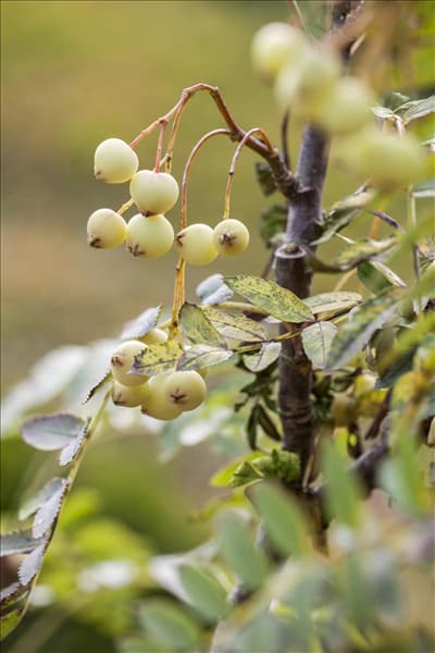 Sorbus koehneana