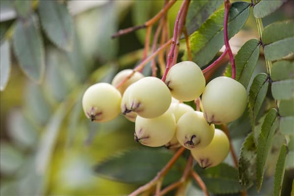 Sorbus koehneana