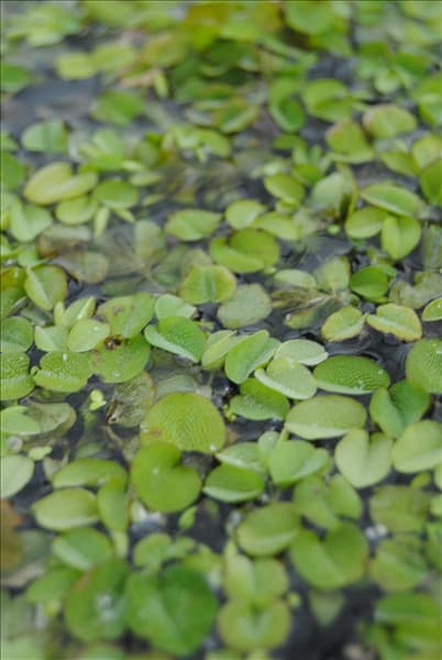 Salvinia natans