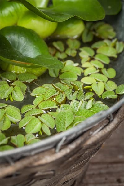 Salvinia natans