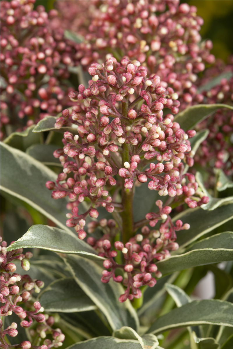 Skimmia japonica 'Mystic Marlot'