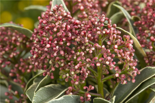 Skimmia japonica 'Mystic Marlot'