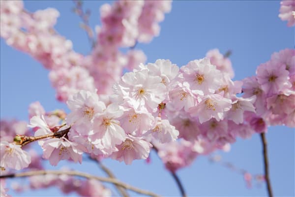 Prunus serrulata