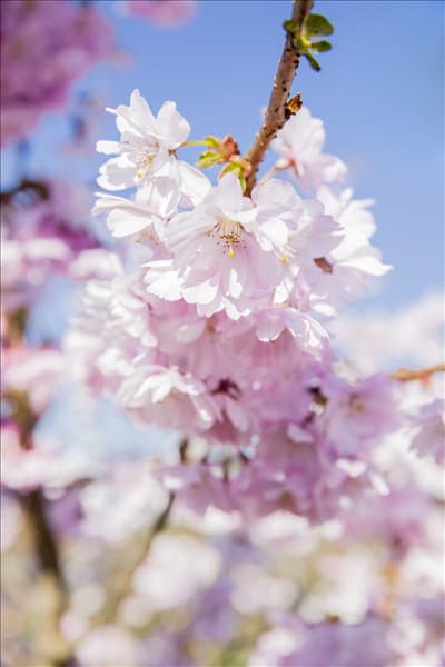 Prunus serrulata