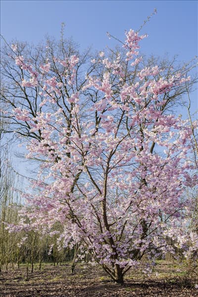 Prunus serrulata