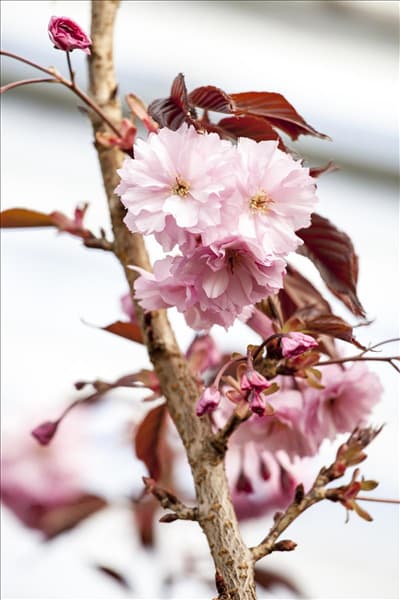 Prunus serrulata 'Royal Burgundy'®