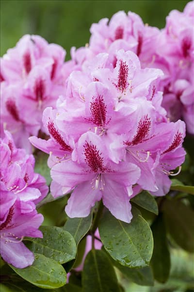 Rhododendron 'Furnivall´s Daughter'