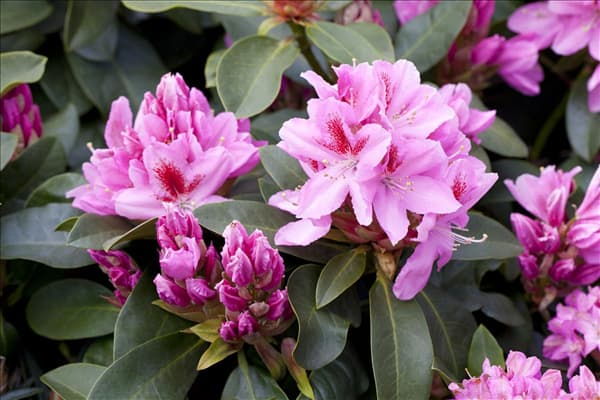 Rhododendron 'Furnivall´s Daughter'