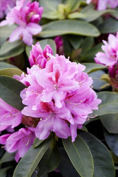 Rhododendron 'Furnivall´s Daughter'