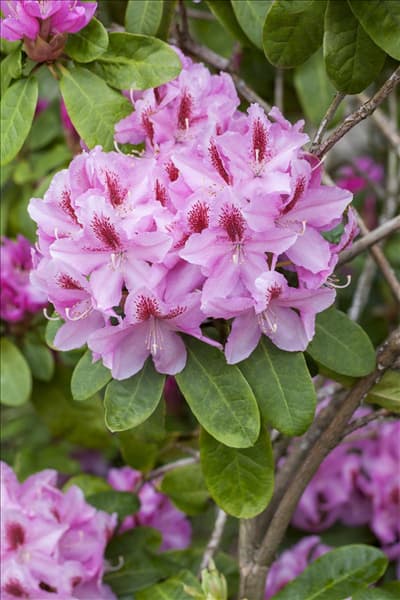 Rhododendron 'Furnivall´s Daughter'