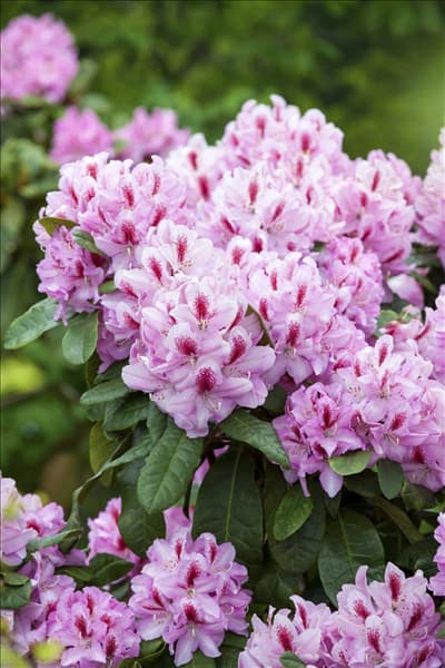 Rhododendron 'Furnivall´s Daughter'