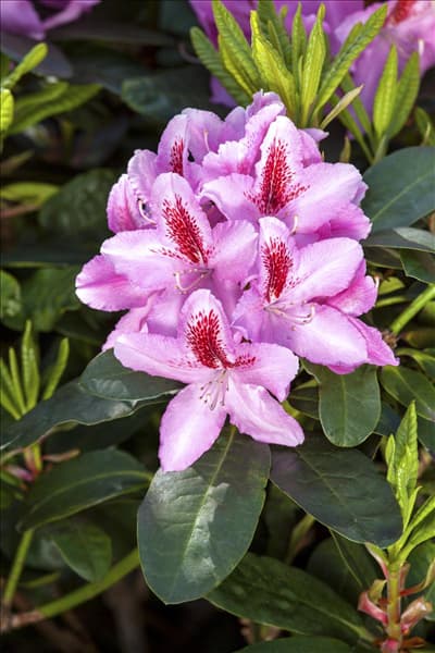 Rhododendron 'Furnivall´s Daughter'