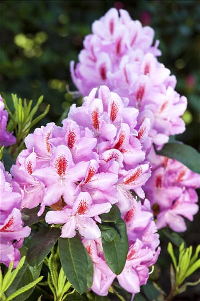 Rhododendron 'Furnivall´s Daughter'