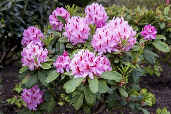 Rhododendron 'Furnivall´s Daughter'