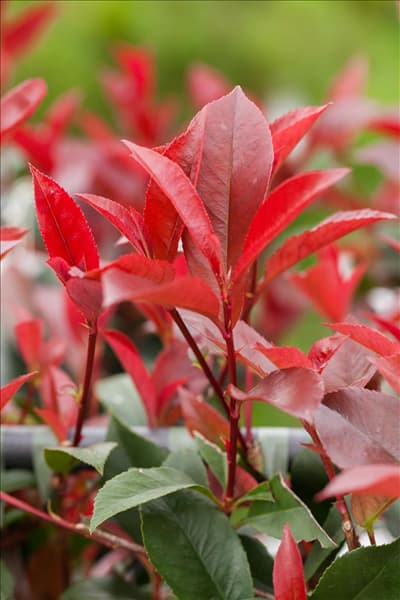 Photinia fraseri 'Red Robin'