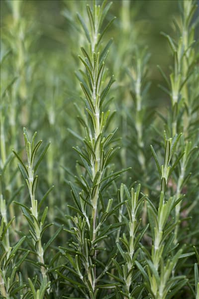 Rosmarinus officinalis 'Arp'