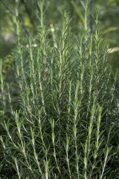 Rosmarinus officinalis 'Arp'