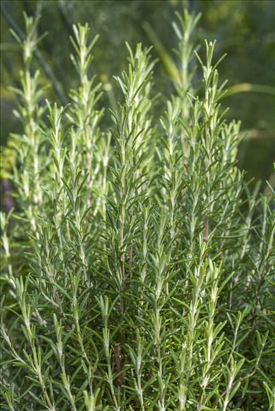 Rosmarinus officinalis 'Arp'