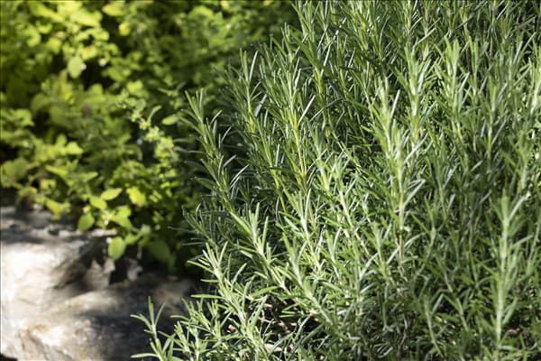 Rosmarinus officinalis 'Arp'