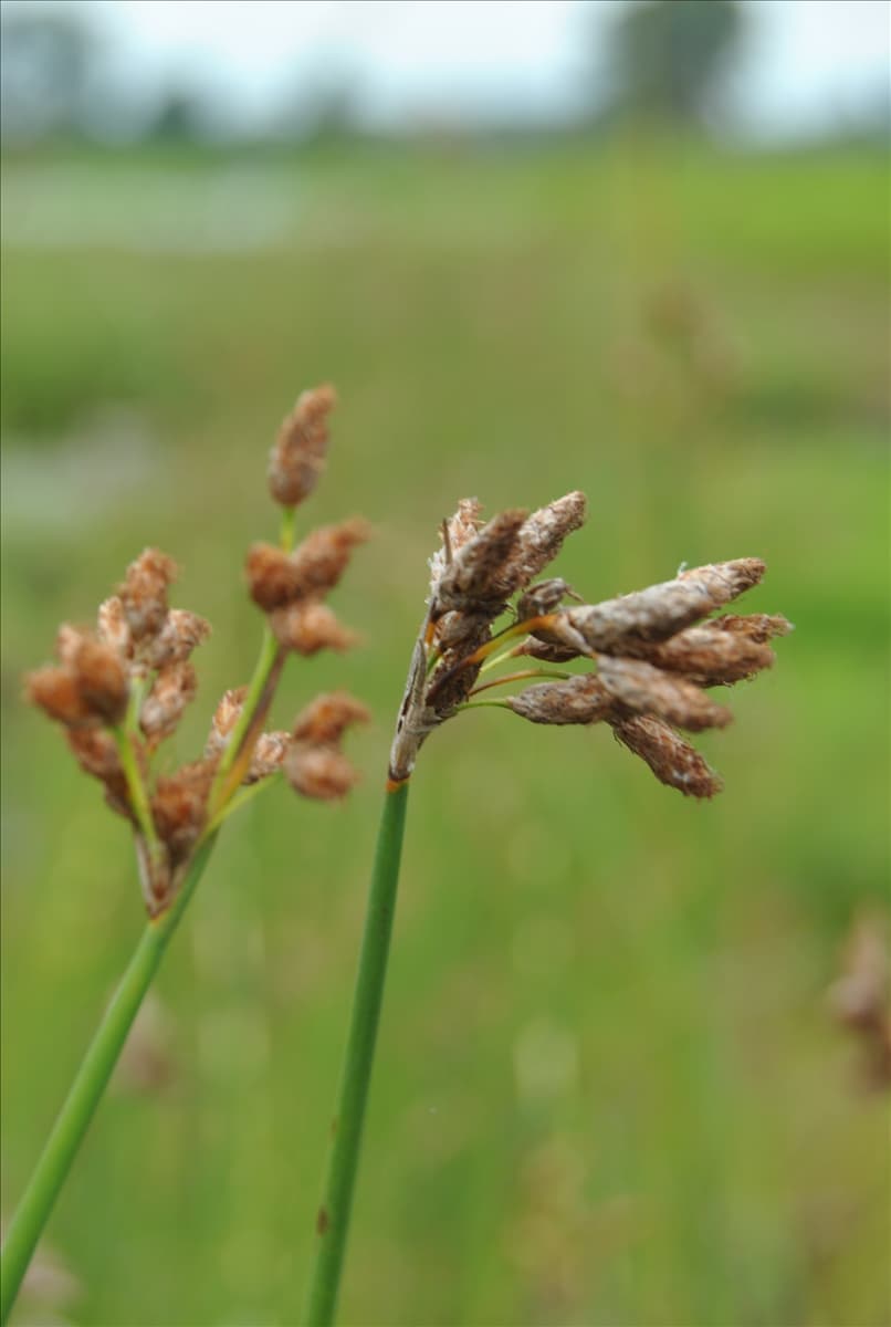 Schoenoplectus lacustris