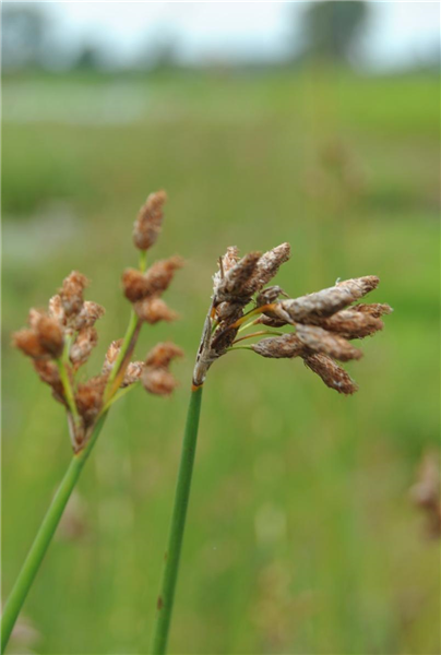 Schoenoplectus lacustris