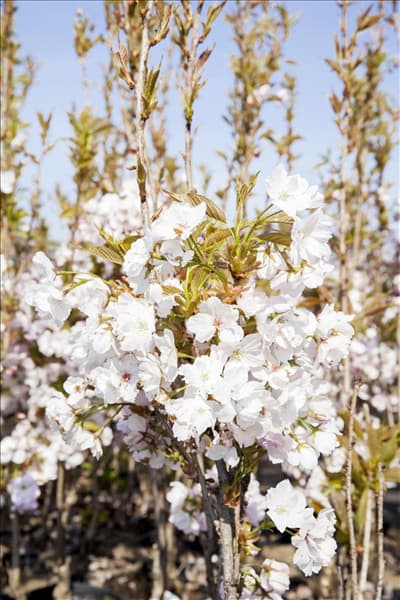 Prunus serrulata 'Amanogawa'