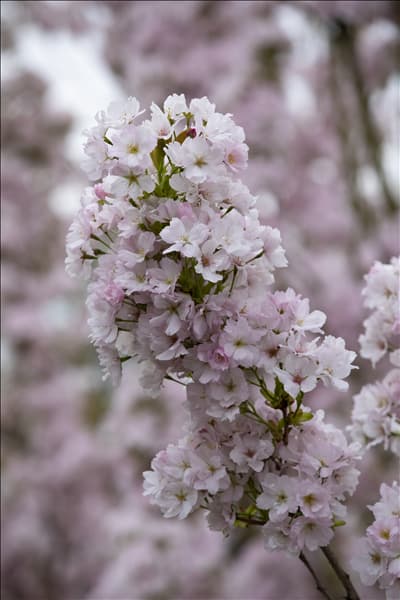 Prunus serrulata 'Amanogawa'
